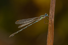 Lestes viridis
